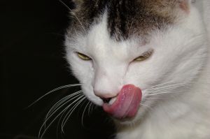 O gato comeu a língua