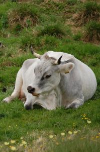 Pensar que boi deitado é vaca