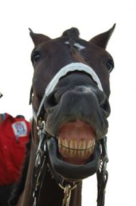 A cavalo dado não se olham os dentes