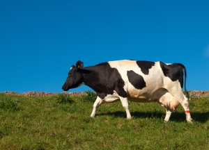 Vaca de presépio